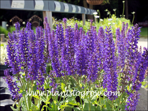 Salvia Viola Klose